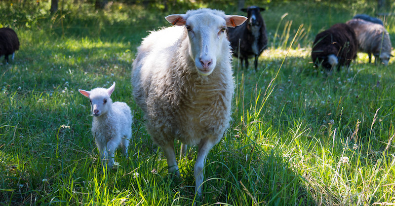 ewe with lamb photo by Flickr user Susanne Nilsson licence CC BY-SA 2.0