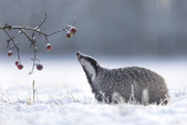 badger in snow