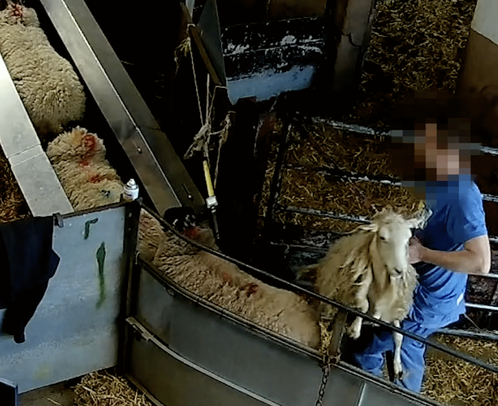 Sheep being roughly handled at Farmers Fresh slaughterhouse