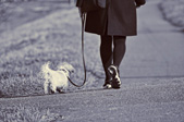 woman walking dog