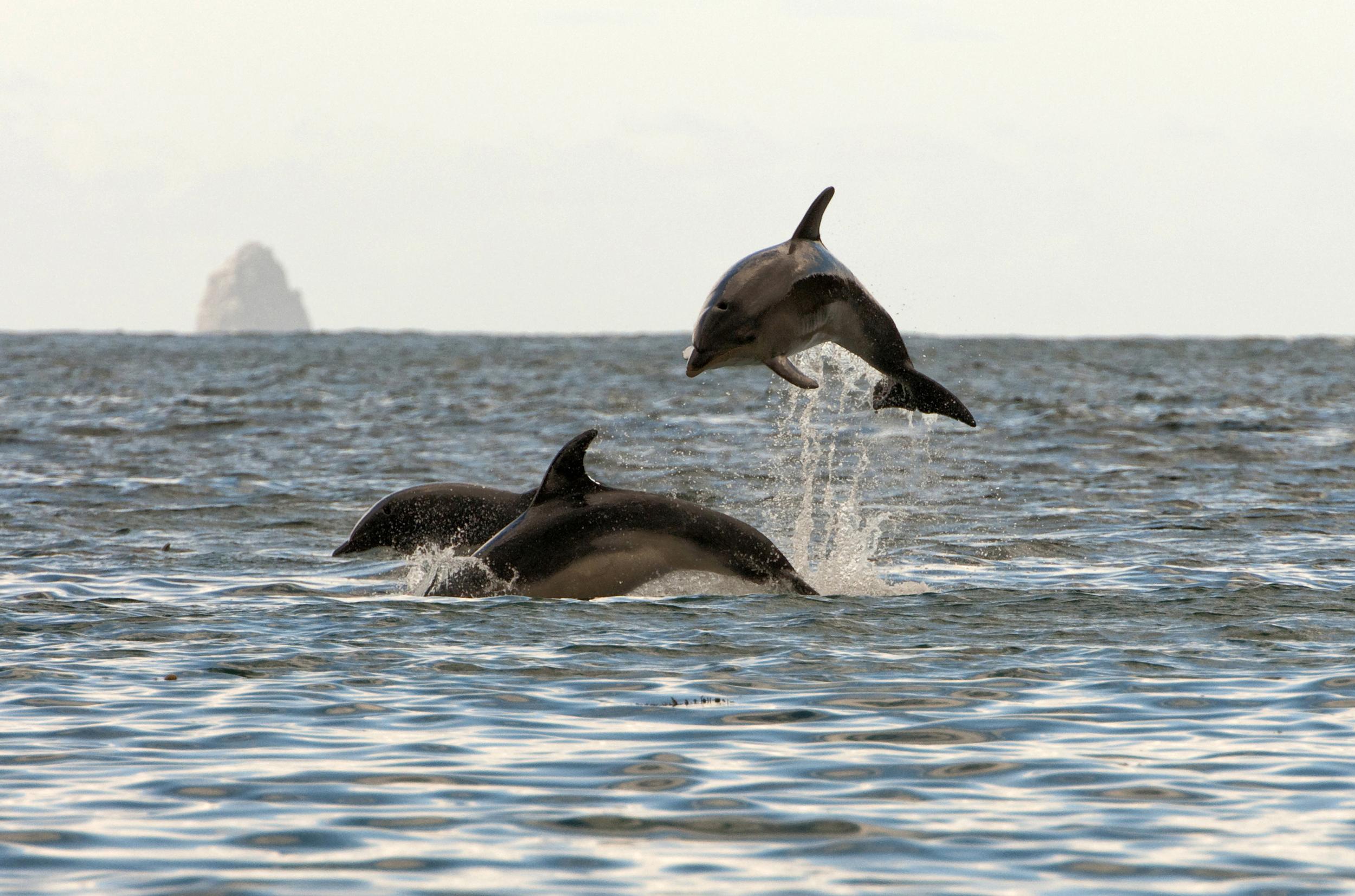 3 dauphins qui sautent dans l'océan