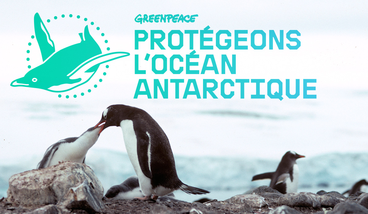 Protégeons baleines, manchots et phoques en Antarctique Protegeons_Antarctique_Partage
