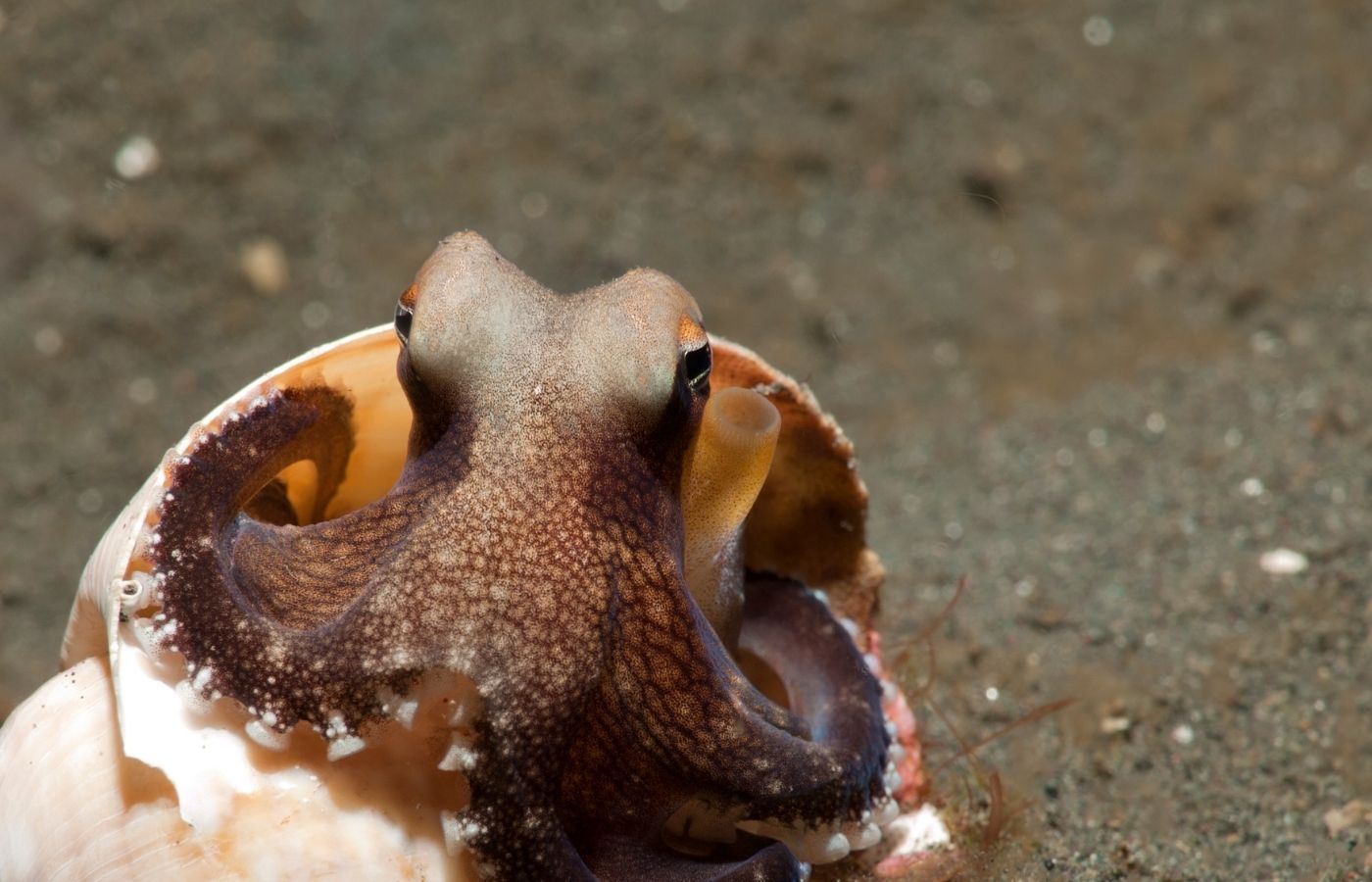 Octopus sheltering in shell.