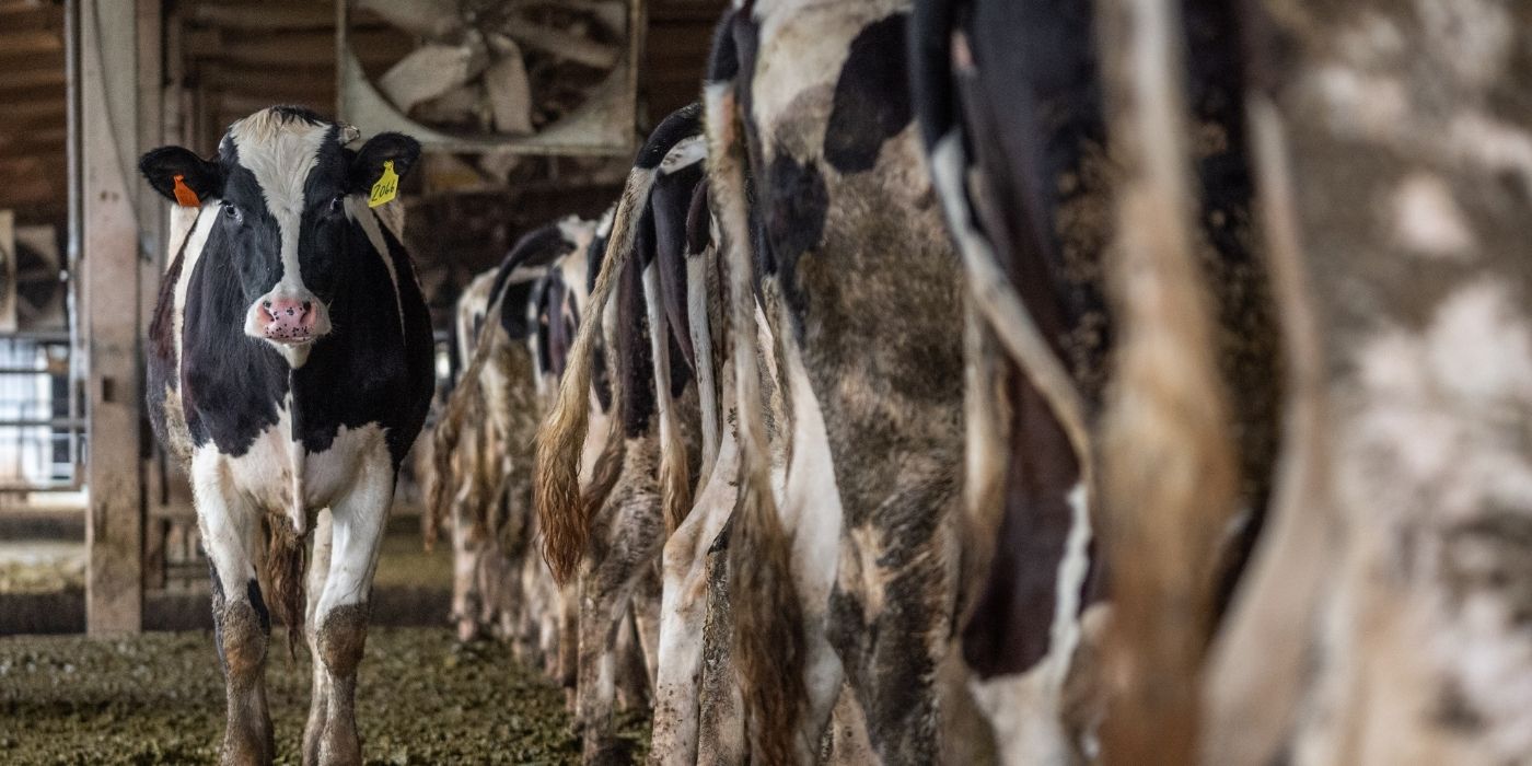 Dairy cows in intensive factory farming