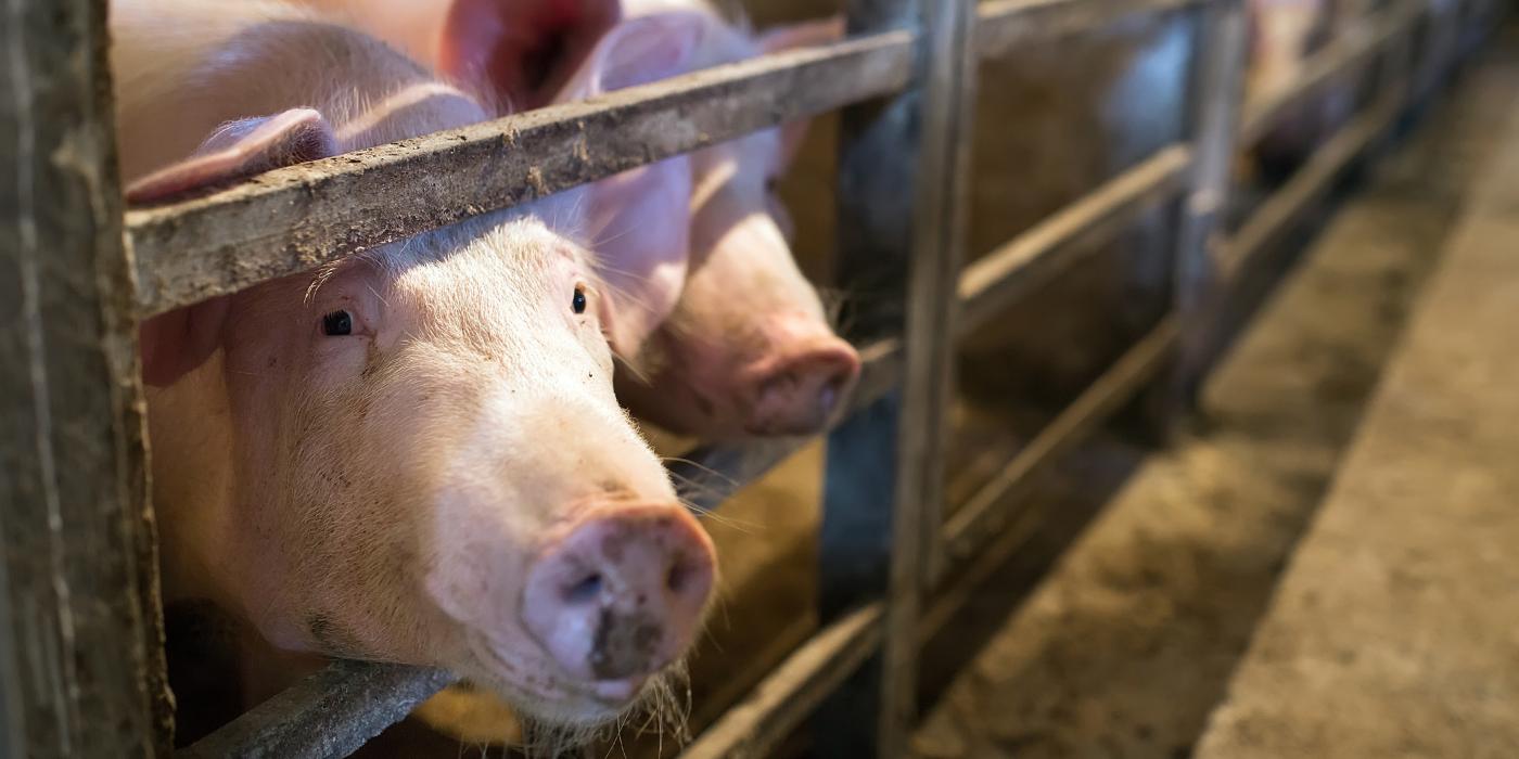 View of two pigs inside a breeding farm