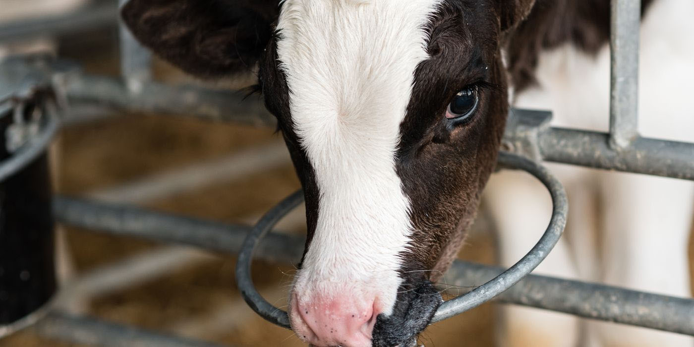 Sad looking brown and white calf with head through the bars of the pen. 