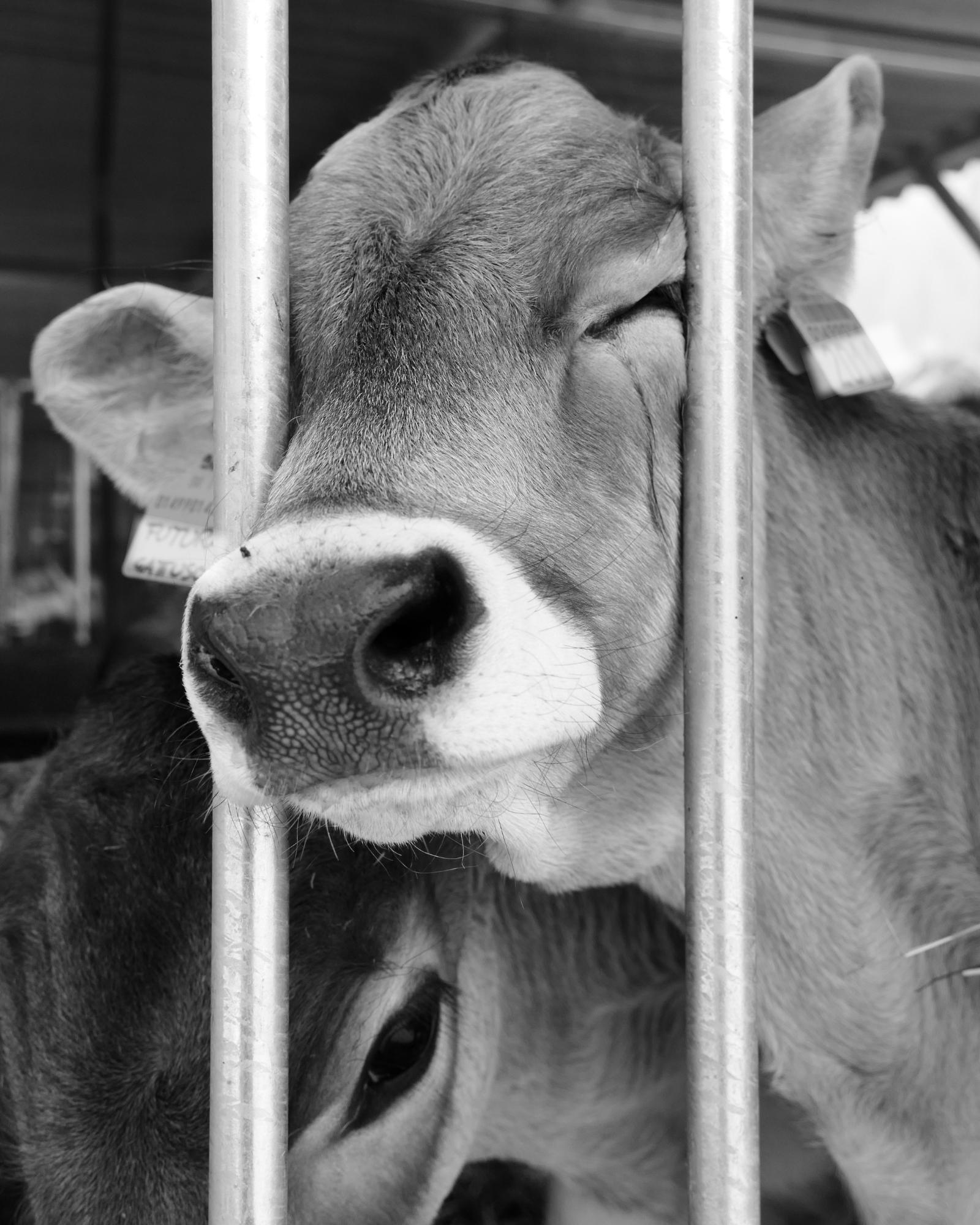 Cow with face between bars crying