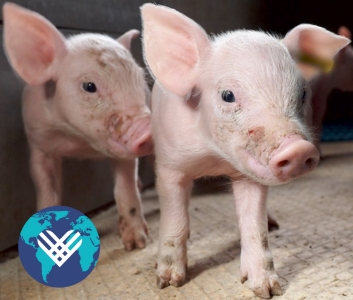 Two piglets standing together in a factory farm global Giving Tuesday logo at left