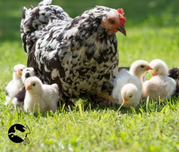 Mother hen in grass surrounded by her chicks