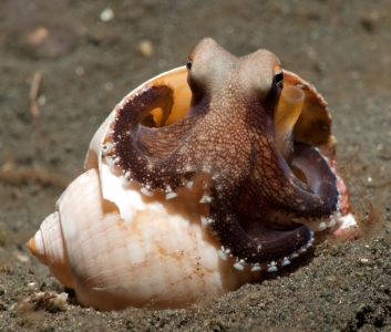 Octopus peeking out of shell looking at camera