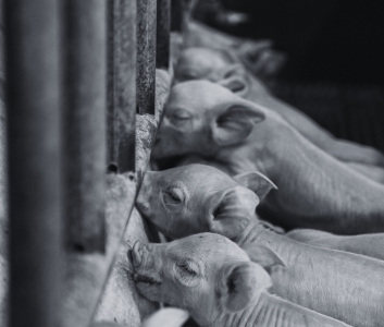 Row of newborn piglets feeding their mother on other side of cage bars