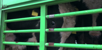 Frightened cows seen through bars of transport vehicle with image credit to Animal Welfare Foundation