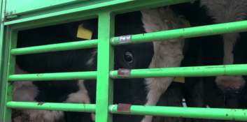 A cow with ear tags looking at the camera