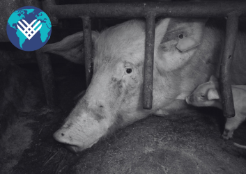 Mother pig in cage looking at camera with piglet beside her Giving Tuesday logo at top