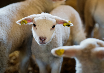 Lamb with yellow ear tags looking at camera surrounded by other lambs