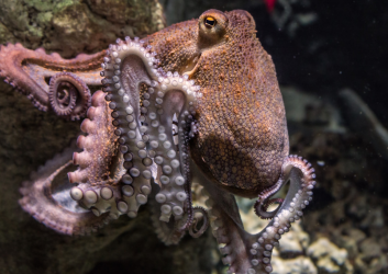 Closeup of octopus looking at camera