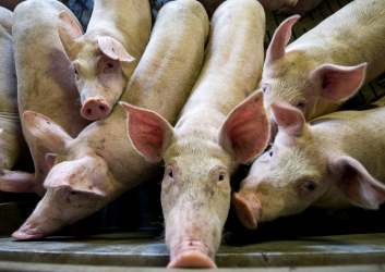 Pigs crowded together in a factory farm pen