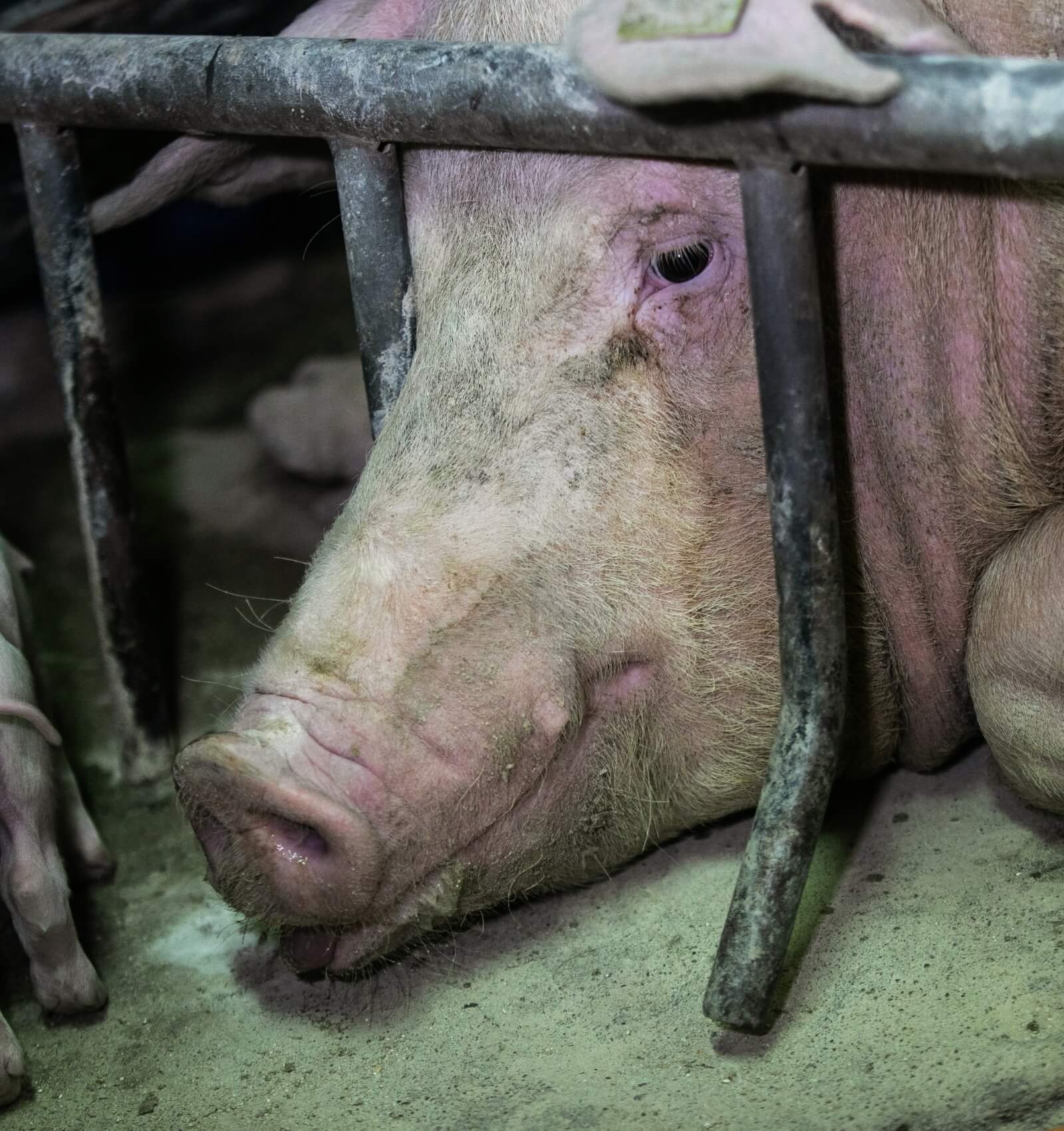 Closeup of mother pig in despair lying on floor of her cage
