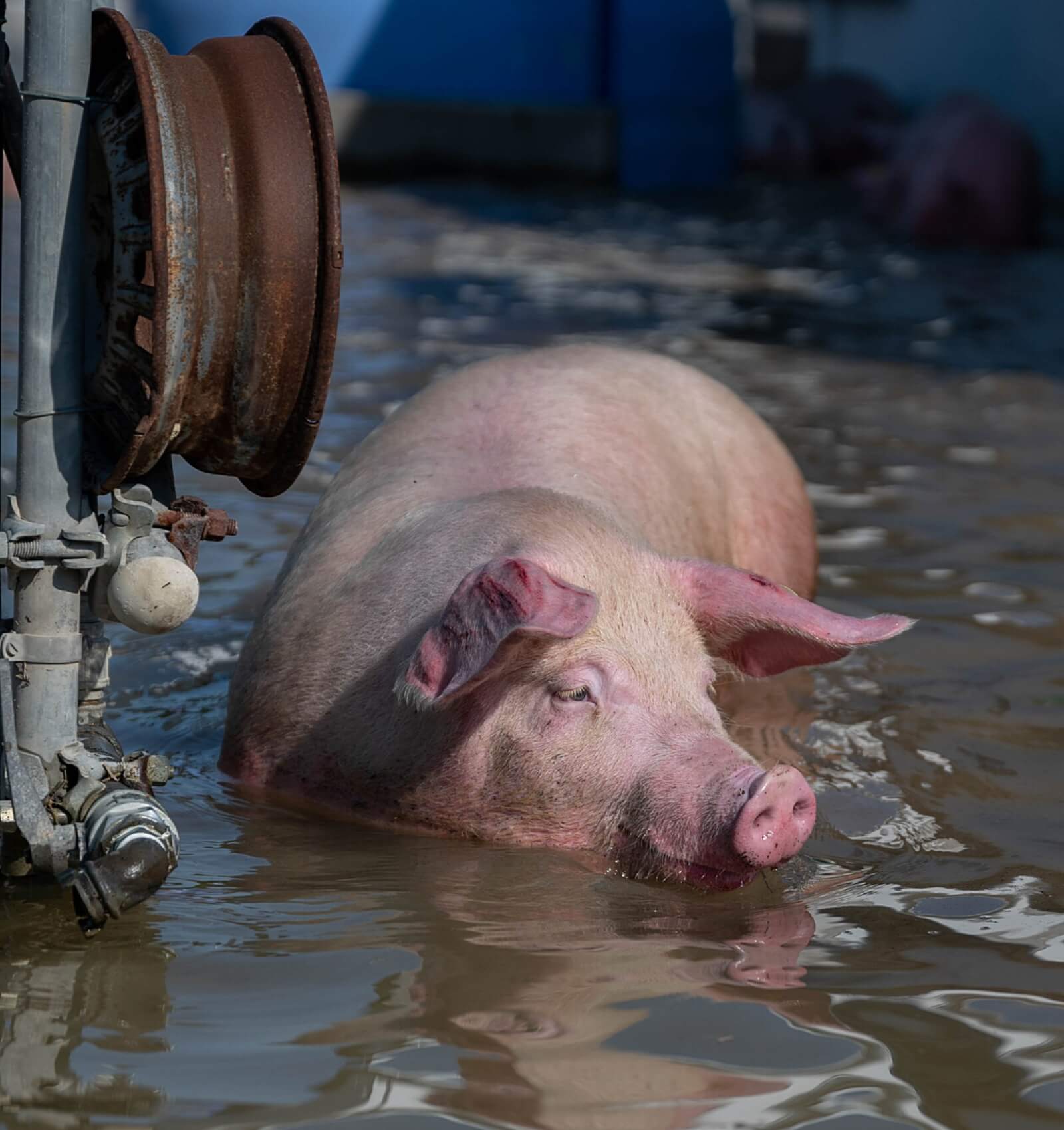Pig trapped in flooded factory farm