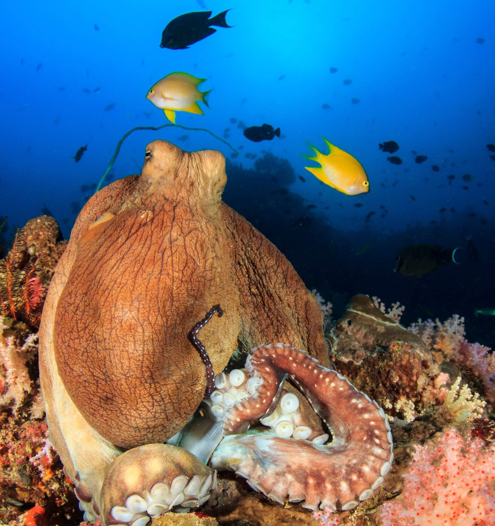 Octopus resting on coral in bright blue water with fish in background