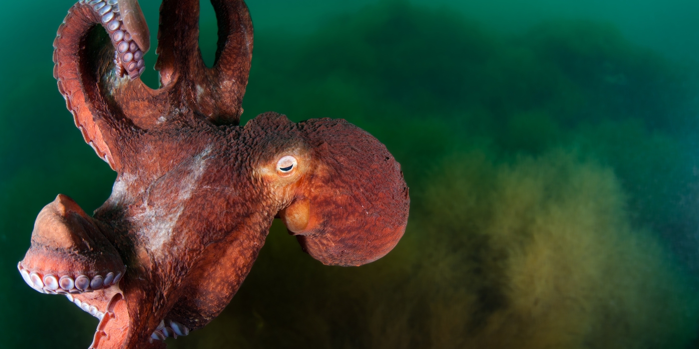 Deep red octopus against backdrop of green water