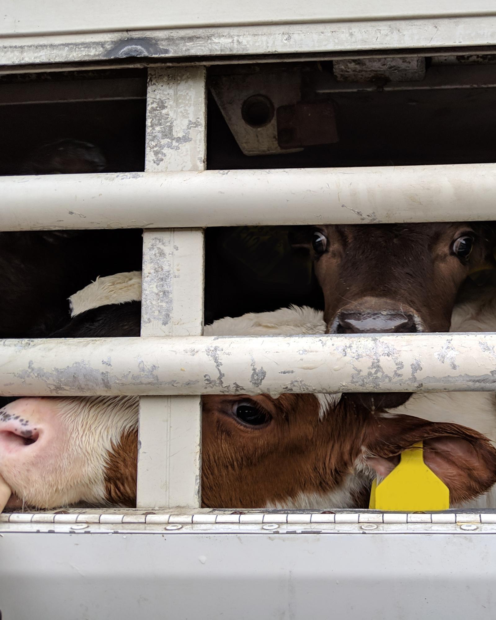 Frightened cows seen through bars of transport vehicle