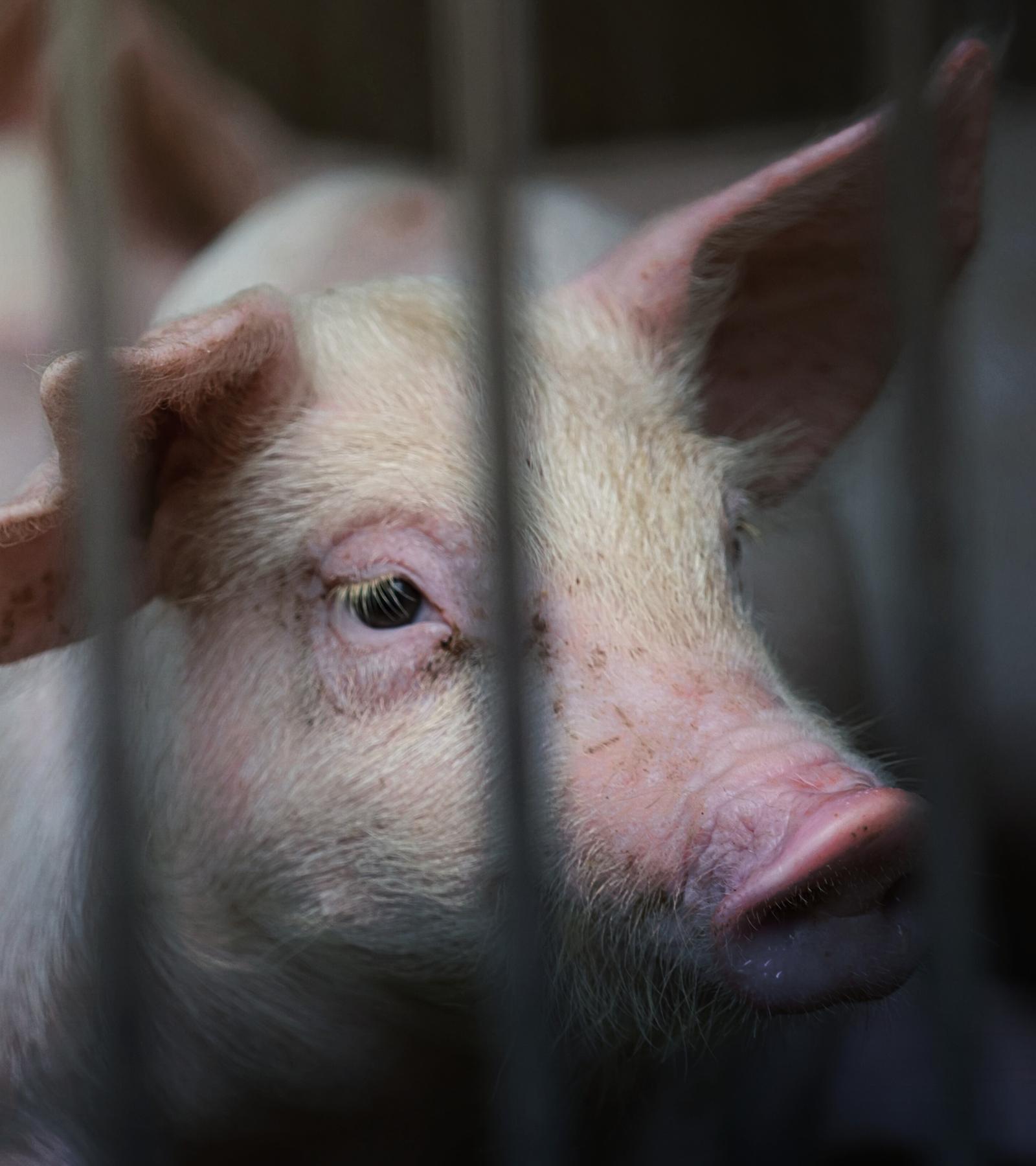 Closeup of piglet behind metal bars