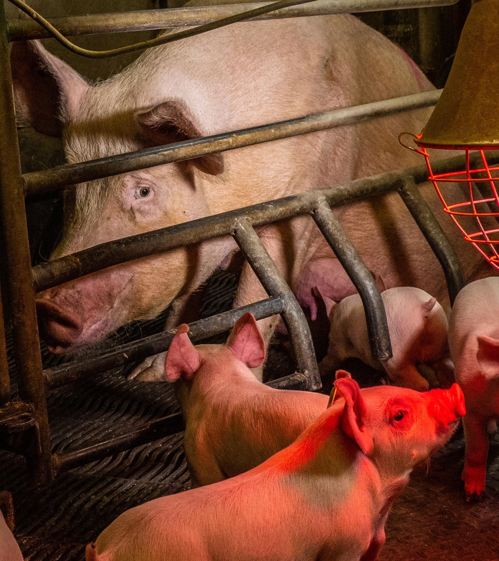 Heartbroken mother watches her piglets from behind bars of her cage