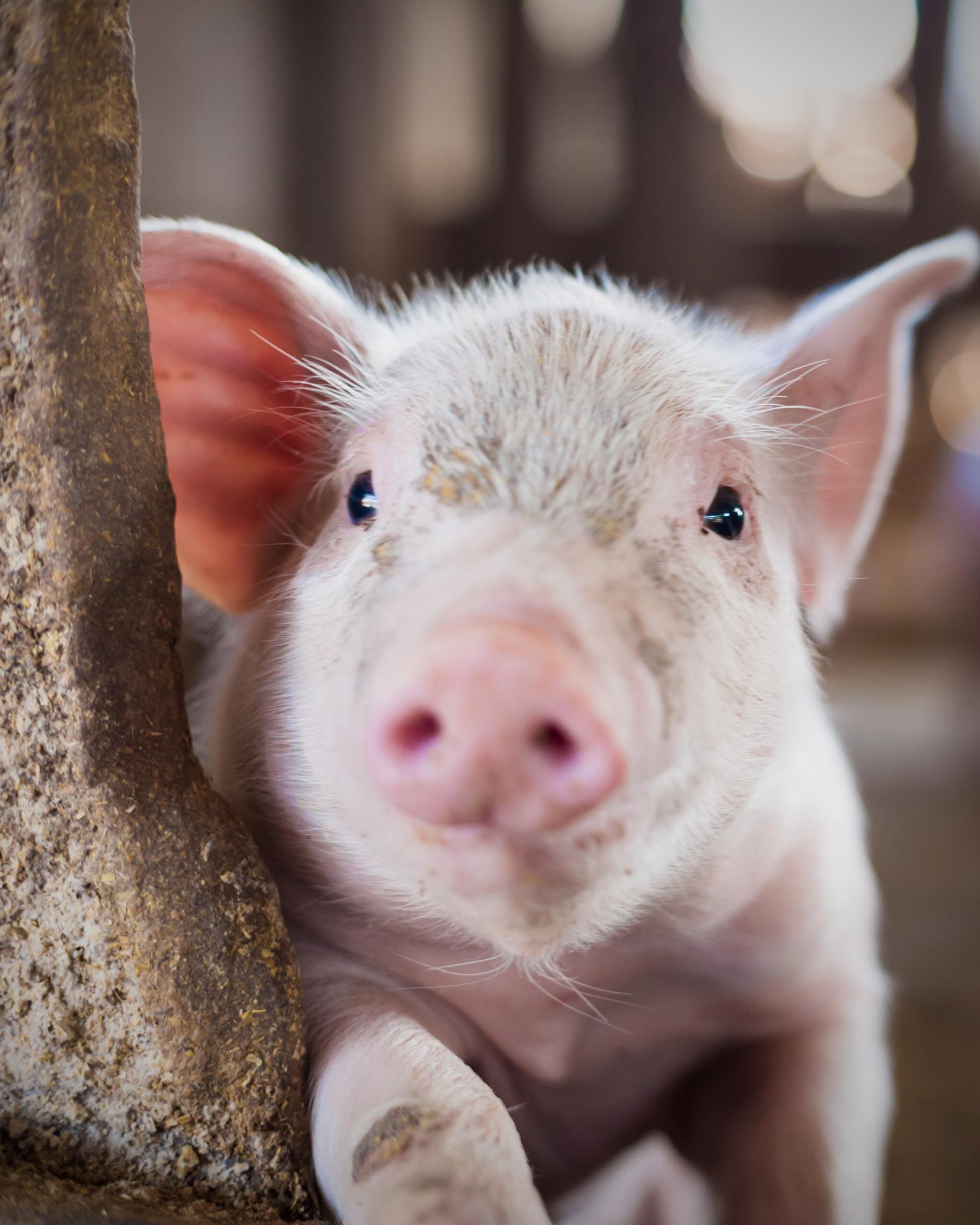Closeup of piglet leaning against enclosure