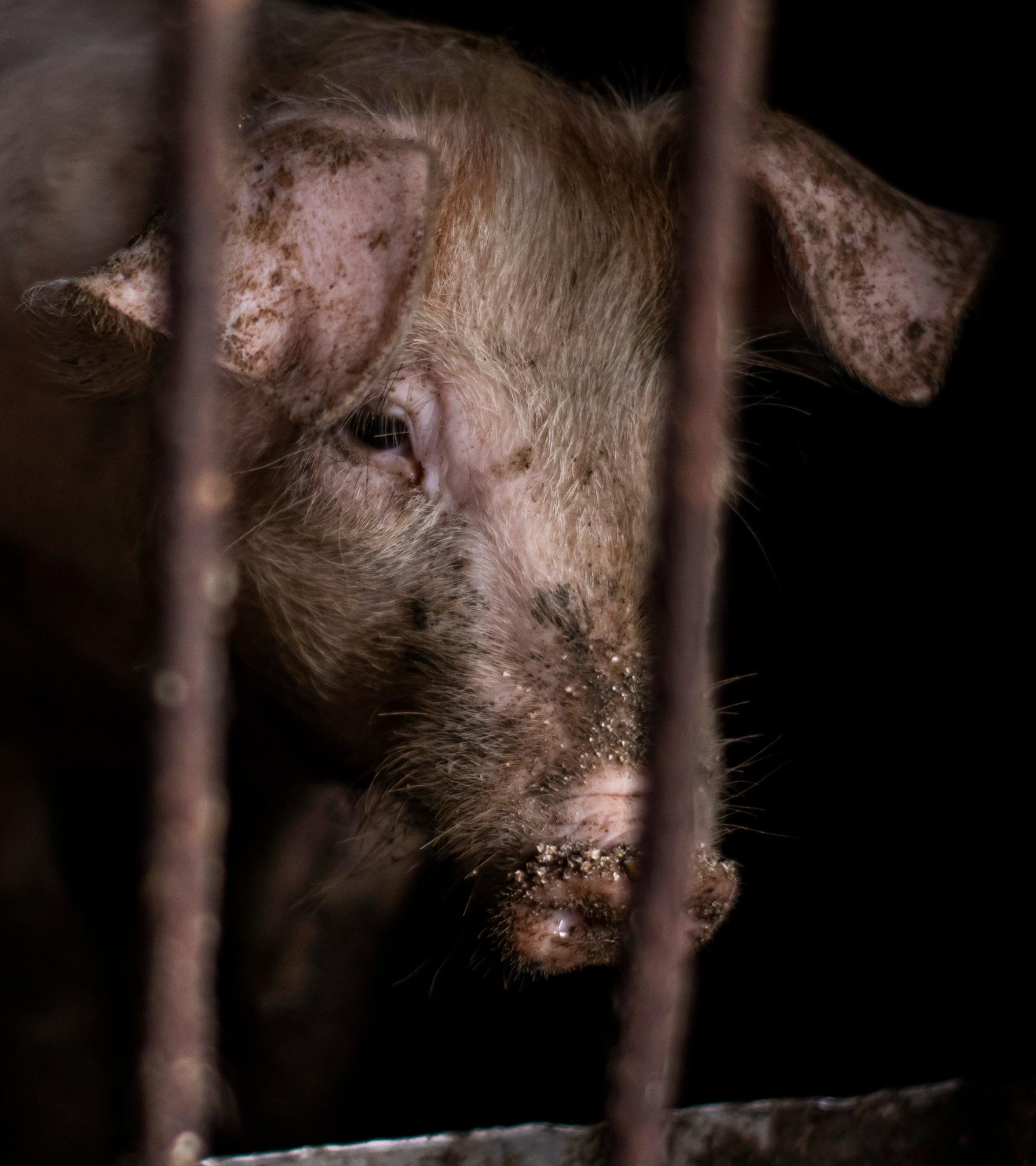 Sorrowful pig in darkness looks out from behind bars of cage