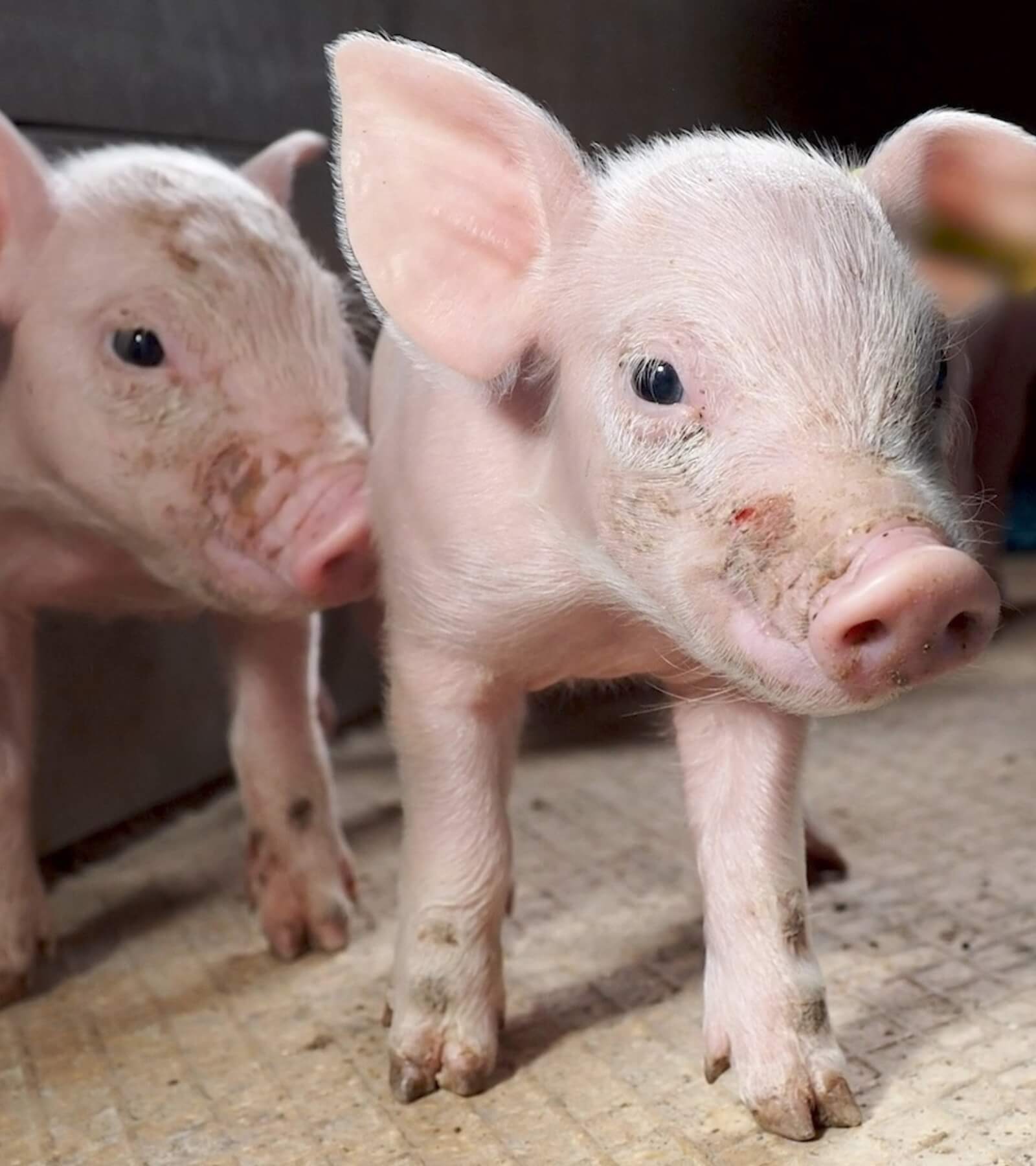 Piglets in a factory farm