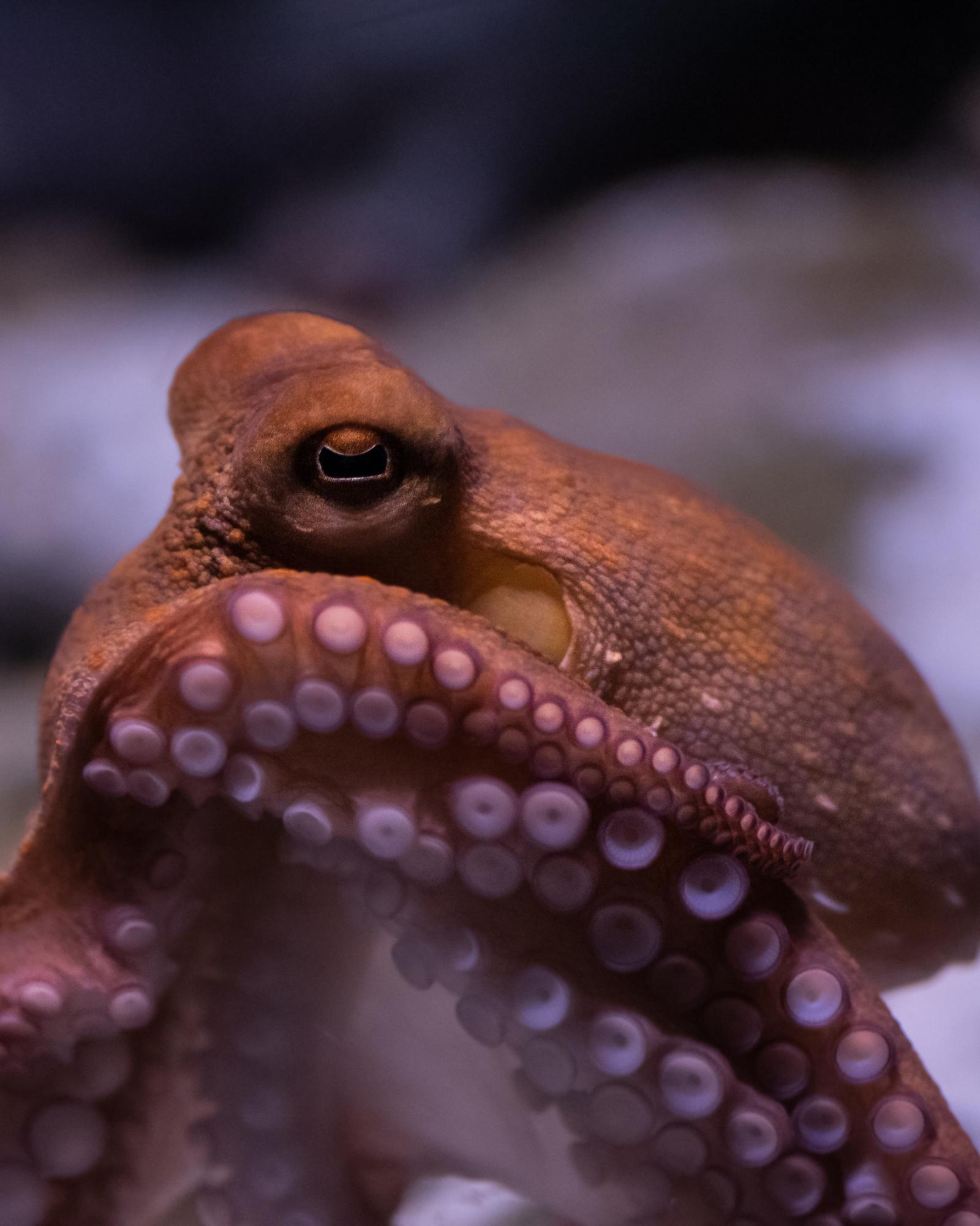 Closeup of octopus looking at camera