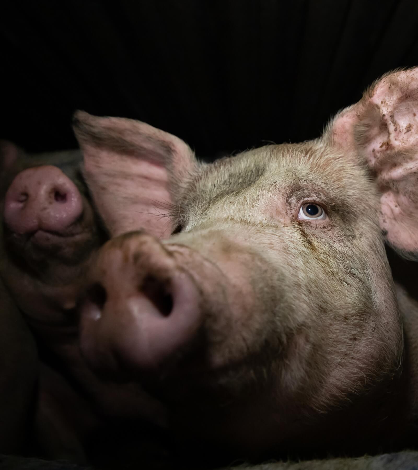 Closeup of pigs in darkness looking up at photographer