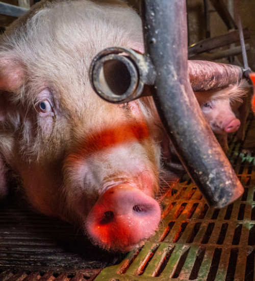 Closeup of sorrowful mother pig in cage lying on grate floor with piglet beside her