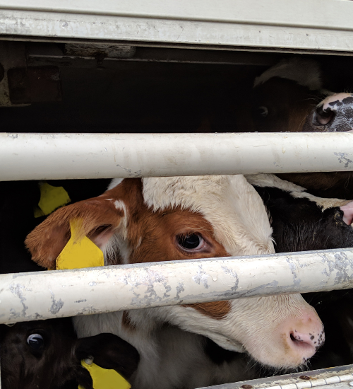 young cow looking out of transport truck