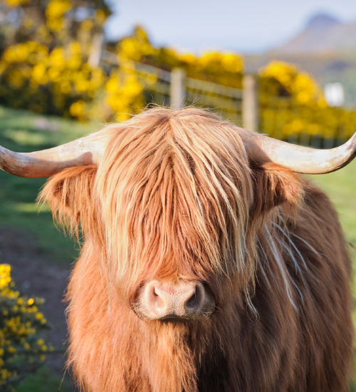 Closeup of cow against beautiful landscape