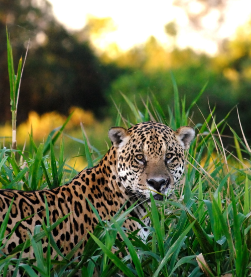 Jaguar standing in tall grass