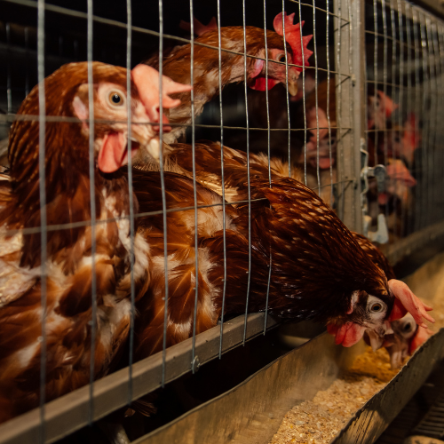Hens packed into battery cages