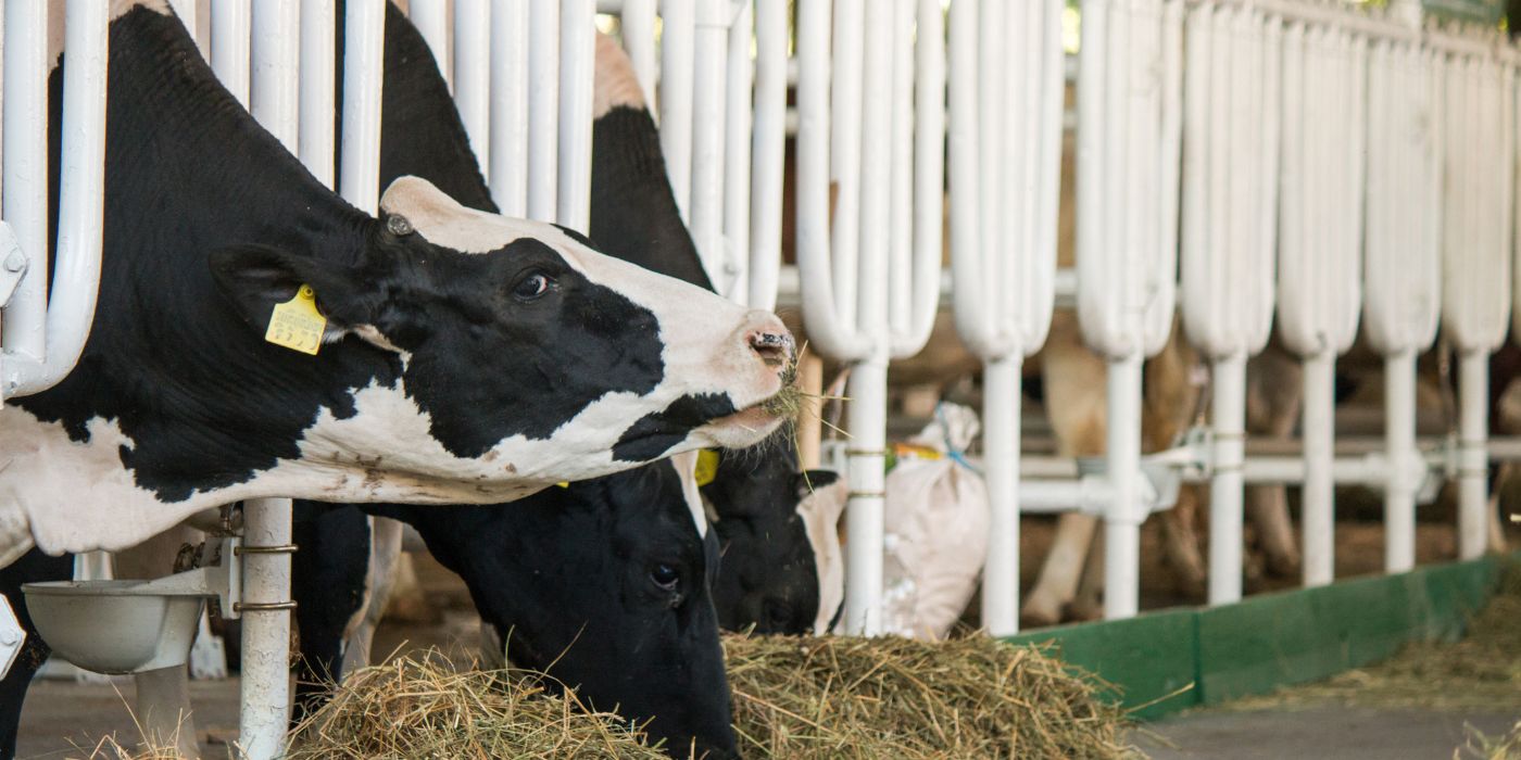 Dairy cows eating through metal bars