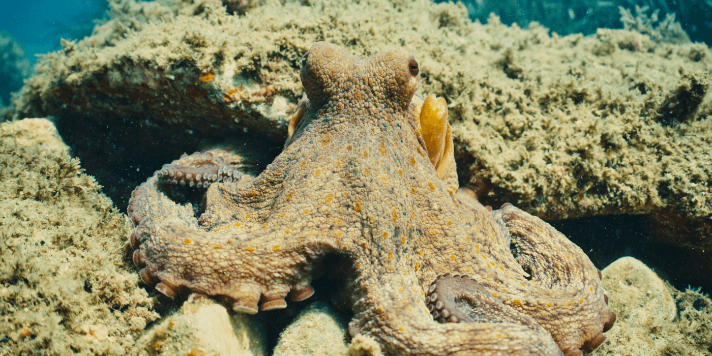 an octopus in water sitting on some coral looking directly at the camera. 