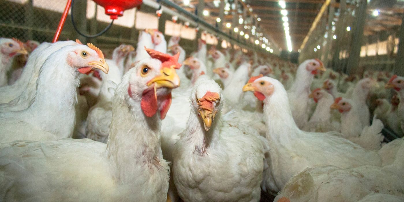 Chickens crowded together in a factory farm