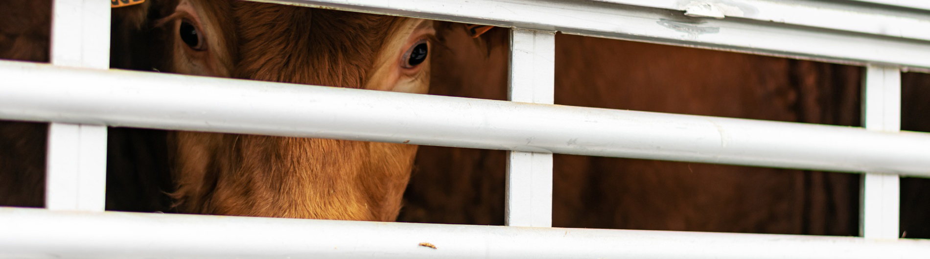 A brown cow peering out from behind the bars of a transport truck.