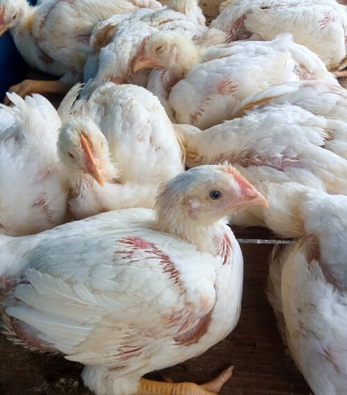 Abused chickens crowded together in a factory farm