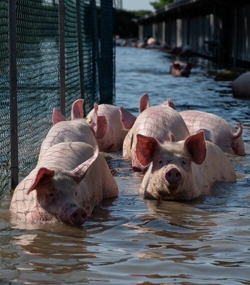 Pigs in a flooded factory farm