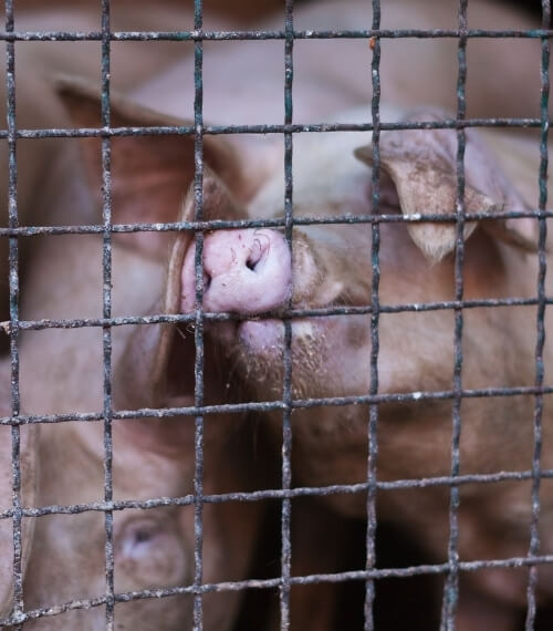 Frightened pigs crowded together in cage