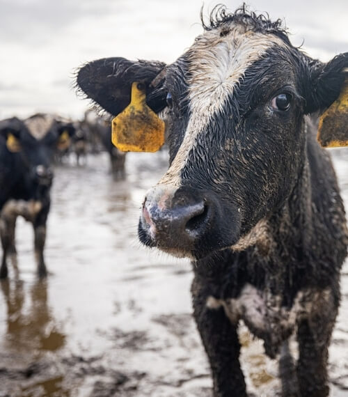 Wet muddy cattle standing in flooded factory farm lot