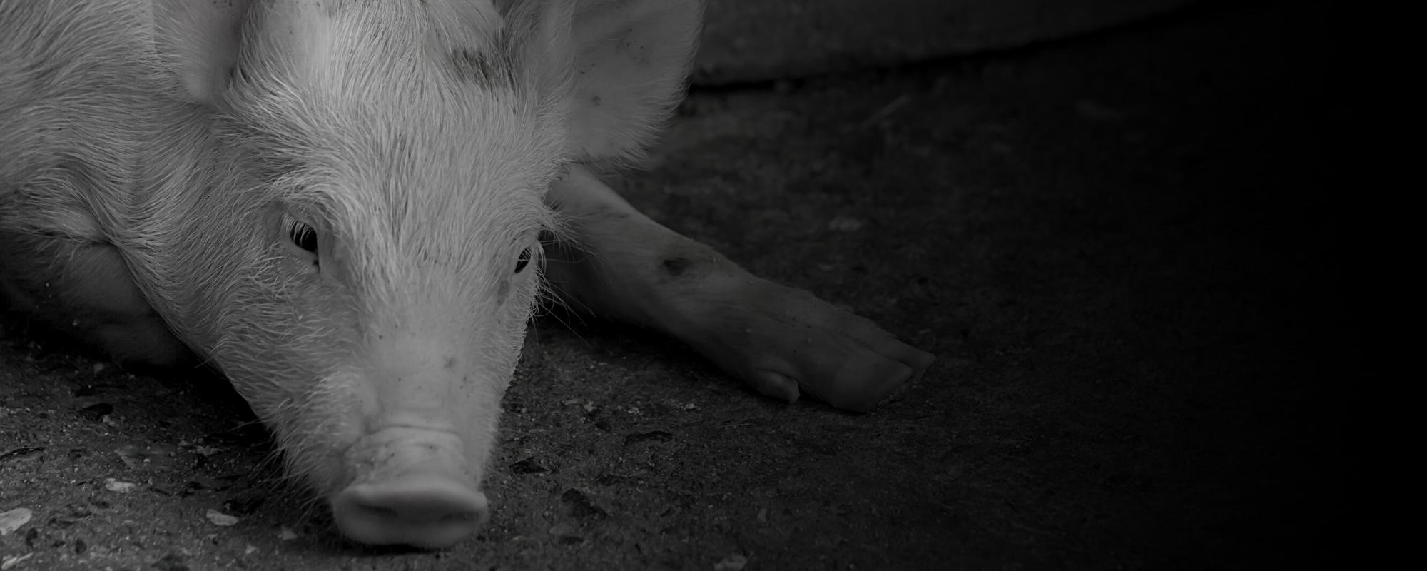 Pig laying on the ground