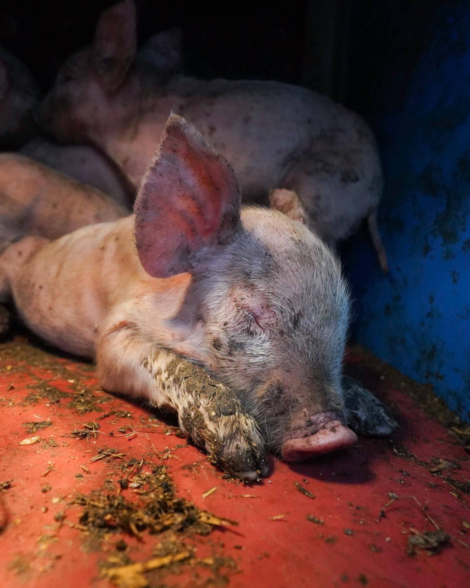Malnourished piglet covered in excrement lying on floor of Polish factory farm