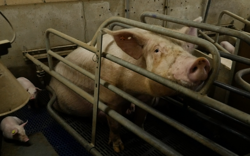 Mother pig trapped within a farrowing crate.
