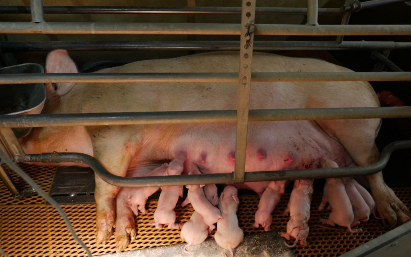 Mother pig feeding her pigs from the confines of a farrowing crate.